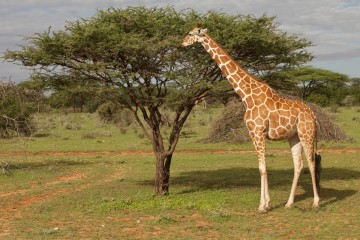 Giraffes Just Silently Went To the Endangered List of Animals Facing Extinction